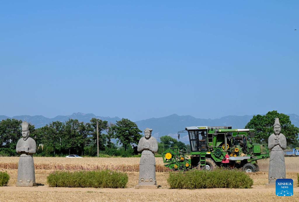 Antigas estátuas de pedra testemunham a colheita de trigo em Henan, no centro da China