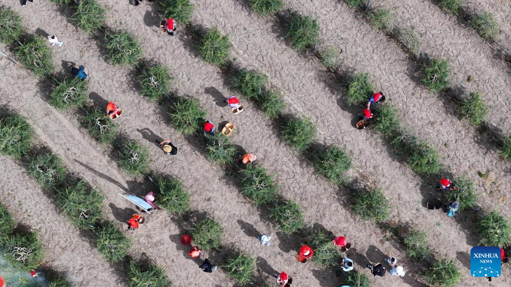 Colheita de baga de goji começa na região da Montanha Helan, noroeste da China