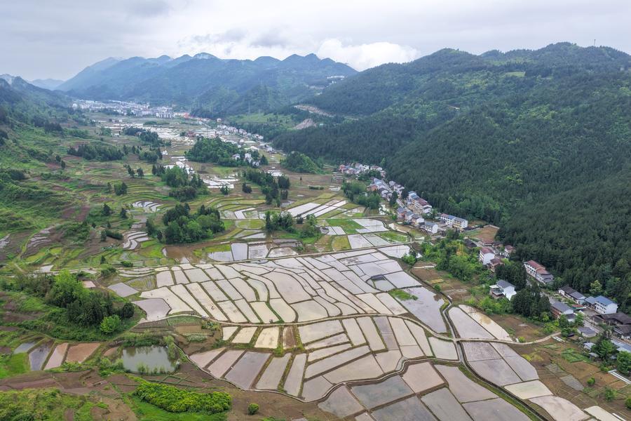 (Multimídia) Colheita de safra de verão da China ultrapassa 150 milhões de toneladas