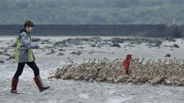 蔡徐坤泥地赶鸭子？