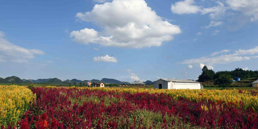 Distrito de Yunnan cria campos de flores coloridas para impulsionar turismo