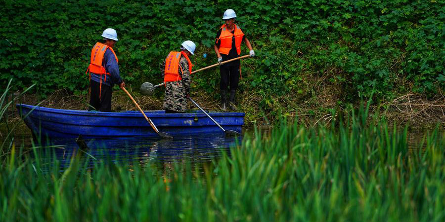 Fotos: trabalho de limpeza de lagoas poluídas na Nova Área de Xiongan