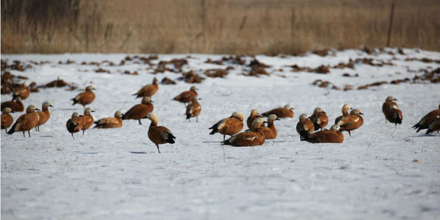 Aves migratórias em pastagem da norte da China