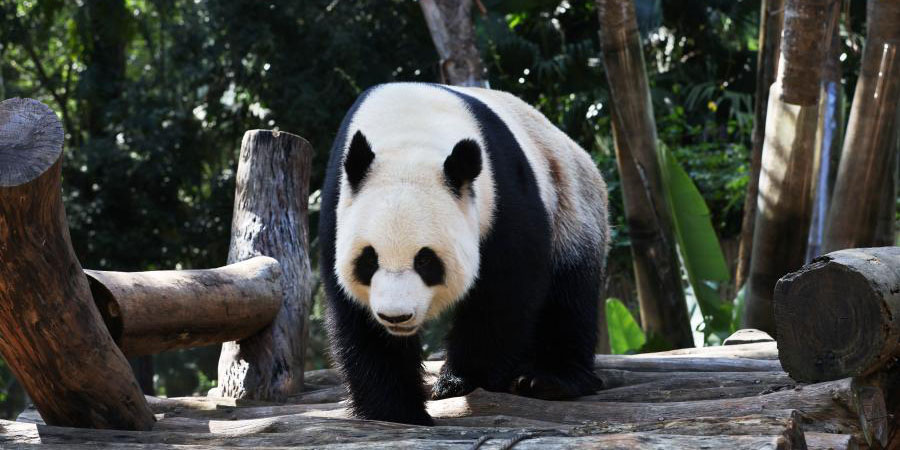 Pandas gigantes brincam no Parque da Vida Selvagem e Jardim Botânico Tropical de Hainan em Haikou