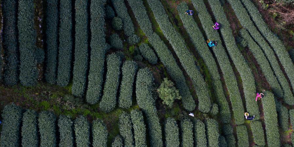 Começa a temporada de colheita do chá Longjing do Lago Oeste